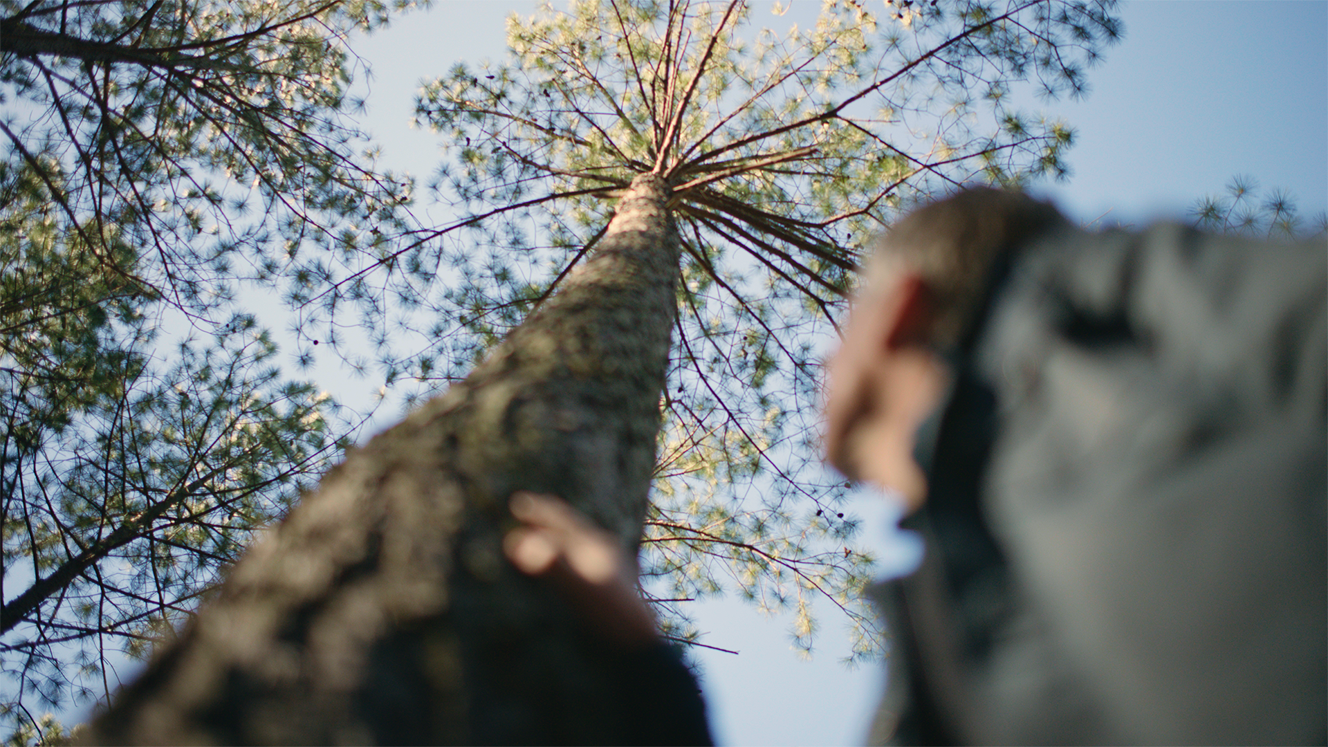 WORKING FORESTS: A NATURAL CLIMATE SOLUTION
